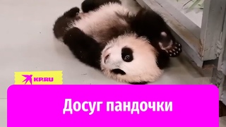 Пандочка из Московского зоопарка играет на полу