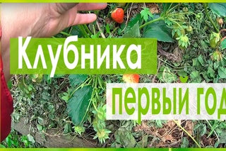 ОТБОРНЫЕ КУСТЫ КЛУБНИКИ В ПЕРВЫЙ ГОД ПЛОДОНОШЕНИЯ!