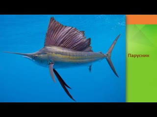 Рыба парусник доклад. Описание рыбы парусник. Рыба меч и рыба парусник. Описание рыбы парусник. Рыба парусник доклад 3 класс.