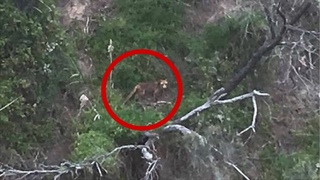 2019 Tasmanian Tiger Photo