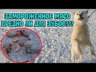 Зимний рацион волков, волэндов и западносибирских лаек.