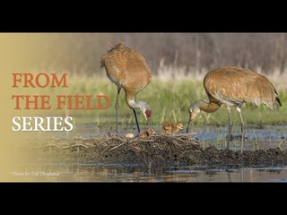 Sandhill Cranes – Who, What, Where and Why?