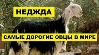 Разведение Овец породы Неджда | Овцеводство | Овцы Неджда