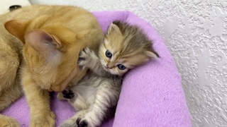 A cat washing a kitten with force despite resistance