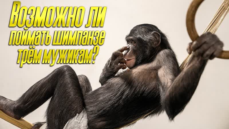 Возможно ли пои мать обезьяну тре м мужикам Приколы с