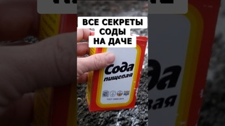 Обязательно примените соду в огороде #дача #огород #сад #сода #подкормка #урожай