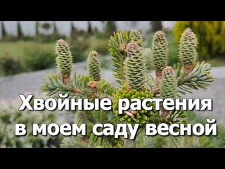 Прогулка по хвойному саду в мае | Хвойные растения в моем саду весной