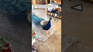 This peacock knows how to thank the woman for saving it #shorts