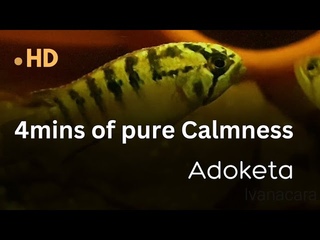 4mins of calming sound with playfull zebra acaras!