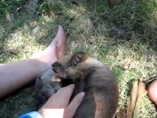 Щенок североамериканской выдры гукает