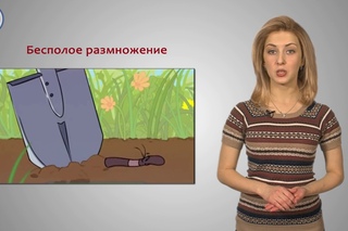Тип Кольчатые черви  Класс Многощетинковые
