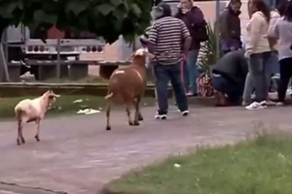 An angry British man dubbed to an angry goat.