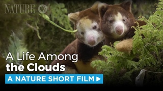 Matschie’s Tree Kangaroo: A Rare Sight | A NATURE Short Film
