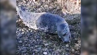 Попроси у Серёжи: нерпёныша на Сахалине угостили свежевыловленной корюшкой