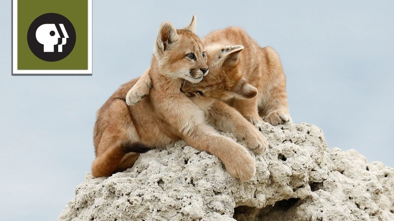 Wild Kitty