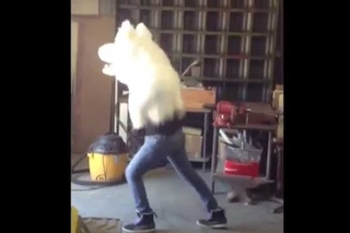 discowolf.avi