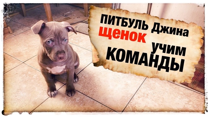 Обучаю щенка командам Питбуль Джина 2