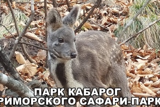 ПАРК КАБАРОГ ПРИМОРСКОГО САФАРИ-ПАРКА