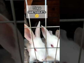 #shorts Утреннее кормление