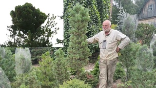 Кедр сибирский Russian Summer и Сохондо: откуда что берется. Результаты селекции (13)