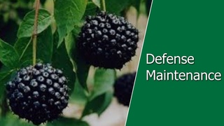 defense Maintenance (Защитная Формула)