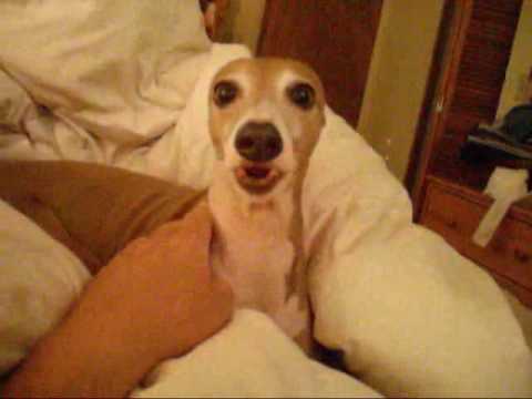 Scary Halloween Story For Emma The Italian Greyhound