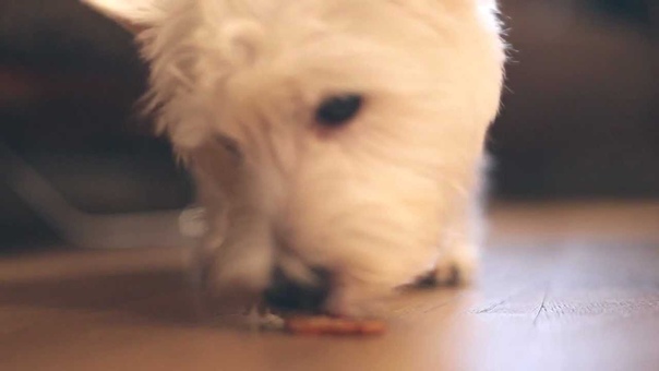 Dogsfrogs party (