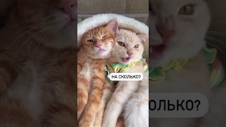 ✅Подписка и ❤️лайк милой семейной парочке #cat #сфинкс #funny #кот #кошка #sphynx #musicremix