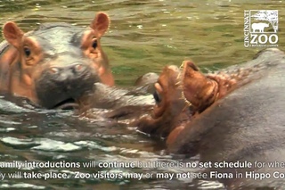 Baby Hippo Fiona Together with Mom and Dad - Cincinnati Zoo