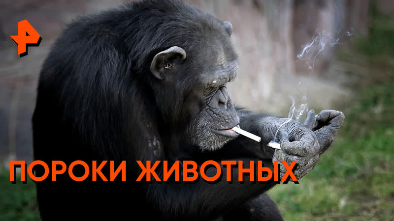 Знаете ли вы, что : животные тоже употребляют спиртное,