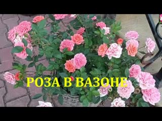 РОЗА В ВАЗОНЕ. ВЕСЕННИЙ УХОД