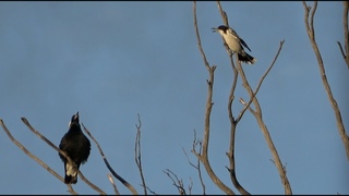 Magpie sings with Butcherbird