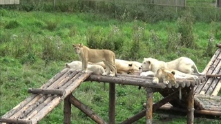 В львином царстве всё по плану🦁 ПАРК ЗЕМЛЯ ПРАЙДА 🌿