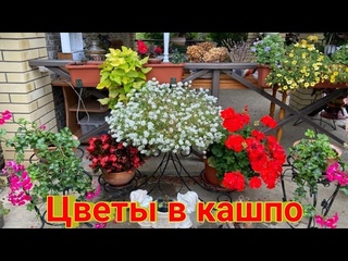 Цветы в кашпо // Подвожу итоги и делаю выводы //