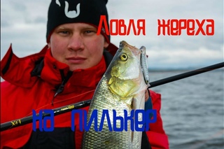 Ловля жереха на пилькер