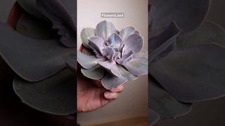 Эхеверия 'Тромпетт' | Echeveria 'Trompette' | @FlowersLand