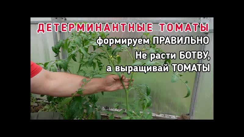 Детерминантные, томаты более детально про, формирование в
