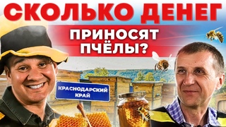 Как живет пчеловод на Кубани и зачем они кочуют Прибыльная пасека | Андрей Даниленко
