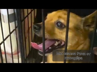 Мы спасли собаку от живодёра