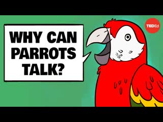 Why can parrots talk - Grace Smith-Vidaurre and Tim Wright