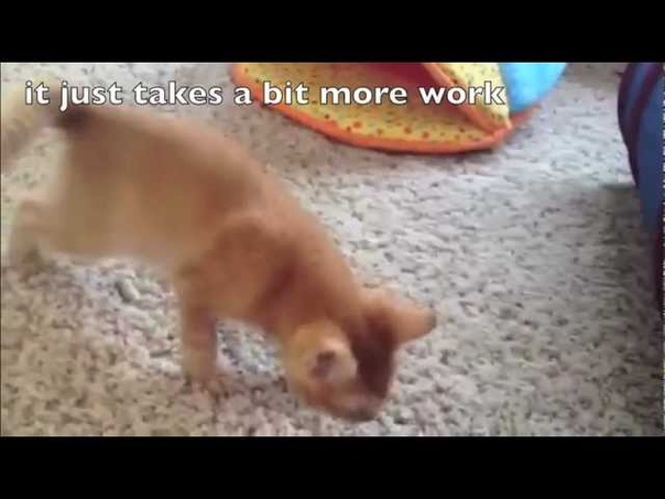 Two Sweet Kittens with Cerebellar