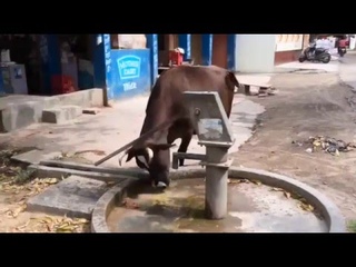 Smart cows, happy.