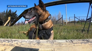 Нюансы работы современного кинолога: как готовят служебных собак в Севастополе