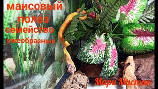 Персюша кушает ЗАДОМ НА ПЕРЕД  Снимаю на #canon PowerShot SX740 HS #маисовыйполоз кормление