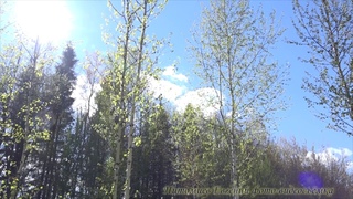 Природа за городом Пение птиц Яркие и нежные цвета листьев 15 05 2017 релакс