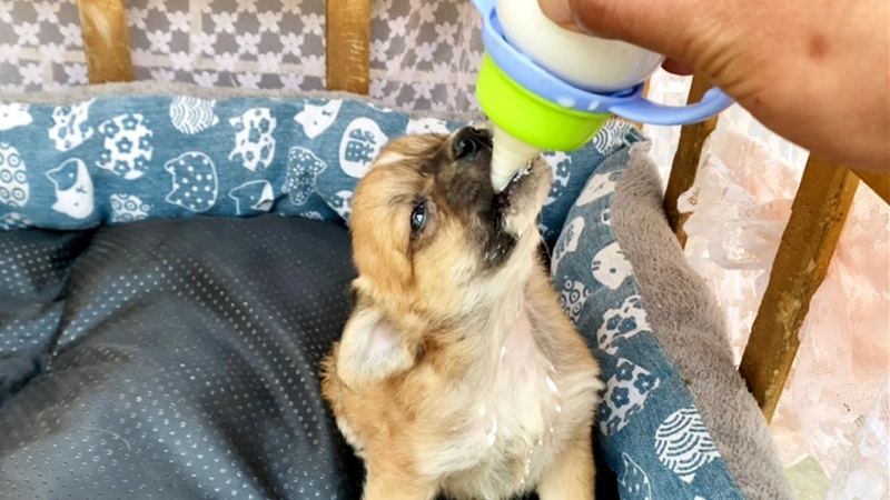 Found a newborn puppy in the wild, brought it home, fed it with a bottle, and raised it to