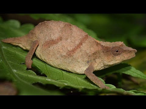 One of the world s rarest chameleons found clinging to