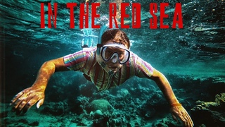 В КРАСНОМ МОРЕ РИФ С РЫБАМИ ОТЕЛЯ FARAANA HEIGHTS снорклинг в красном море snorkeling in the red sea