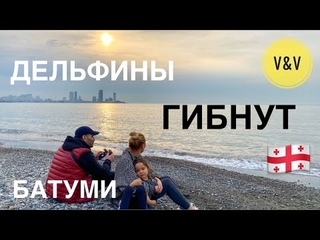 В БАТУМИ ГИБНУТ #ДЕЛЬФИНЫ . ДОРОГА В ПРИГОРОД #БАТУМИ