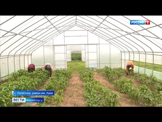 Благодаря господдержке: фермеры Хабаровского края начали собирать первый урожай овощей